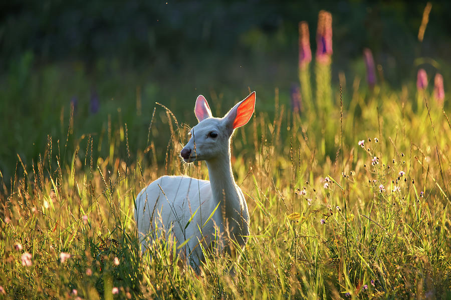White Fawn #1 Photograph by Brook Burling