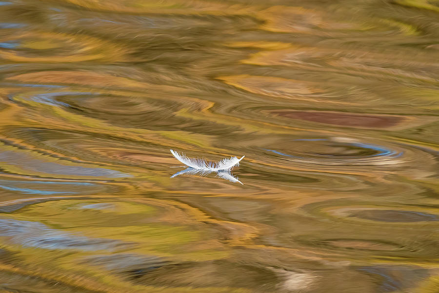 White Feather Floating in Ocean Photograph by Sean OHare - Fine Art America