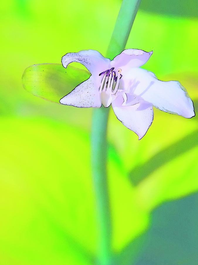 White Flower Blossom and Stem #1 Photograph by Jerry Sodorff