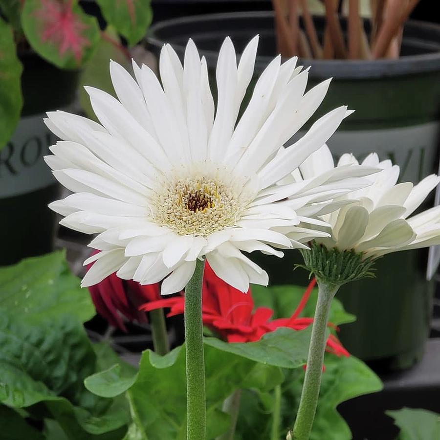 White Gerbera Daisy Photograph by Charlotte Gray | Fine Art America