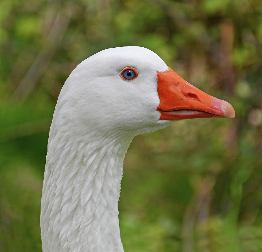 White Goose Photograph by Nicola Fusco