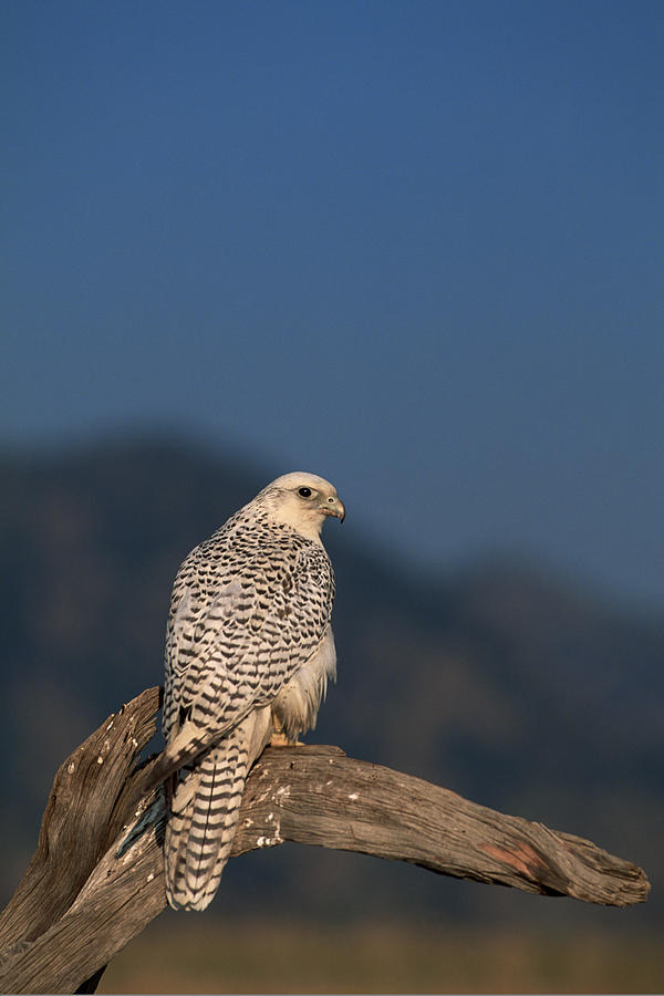 White Gyrfalcon on branch #1 Photograph by Comstock Images