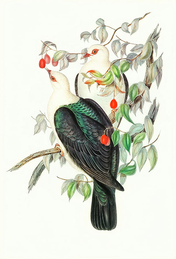 White-headed Fruit Pigeon By Elizabeth Gould Drawing
