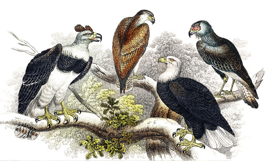 Eagle Drawing - White Headed Sea Eagle, Great Harpy Eagle, Chilian Sea Eagle, and Brazilian Caracara Eagle #1 by Oliver Goldsmith