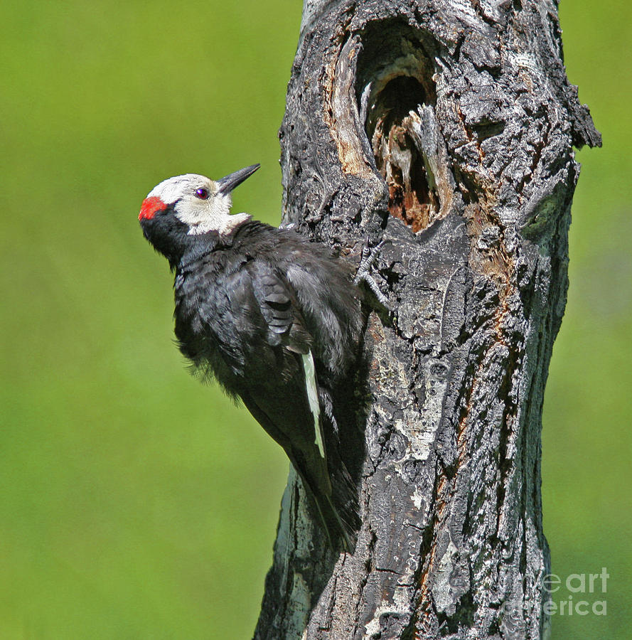 White-headed Woodpecker #1 Photograph by Gary Wing