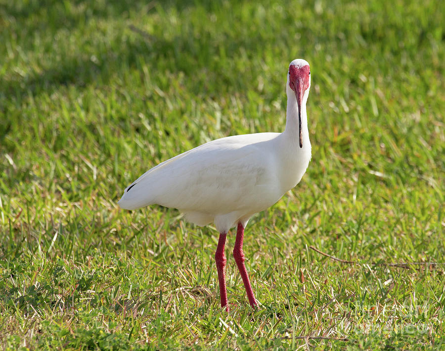 White Ibis #2 Photograph by Jeannette Hunt