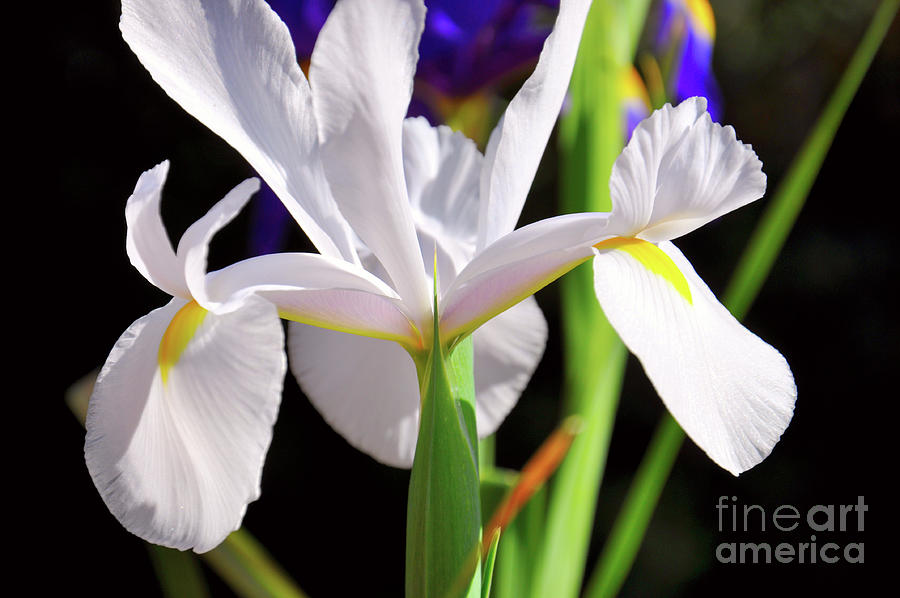 White Iridaceae, Dutch Iris, is a spring flowering bulb. #1 Photograph by Milleflore Images