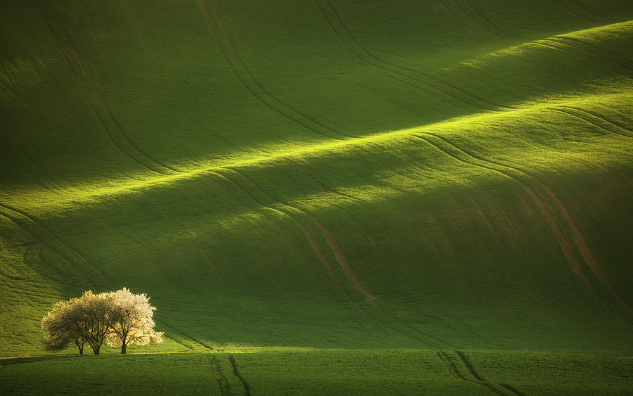 White Lady of Moravia #1 Photograph by Piotr Skrzypiec