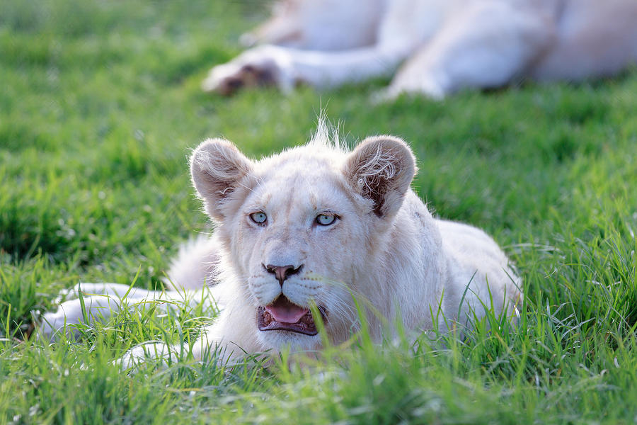 White Lion #1 Photograph by John McKeen