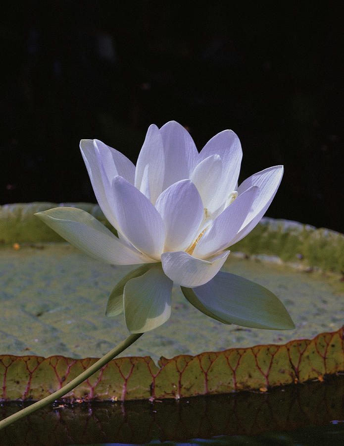 White Lotus Flower Photograph by Julie Palencia