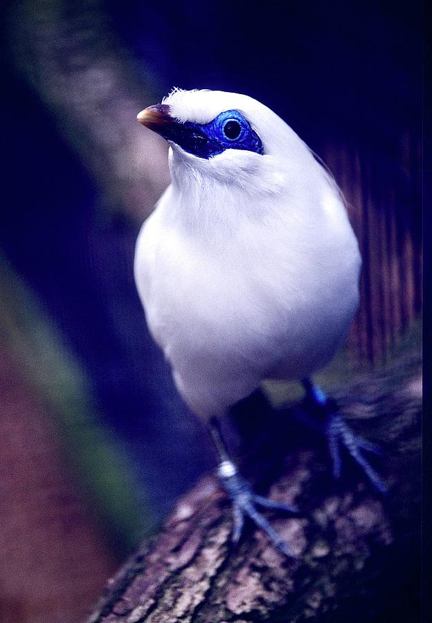 White Mynah Bird #1 Photograph by Gordon James
