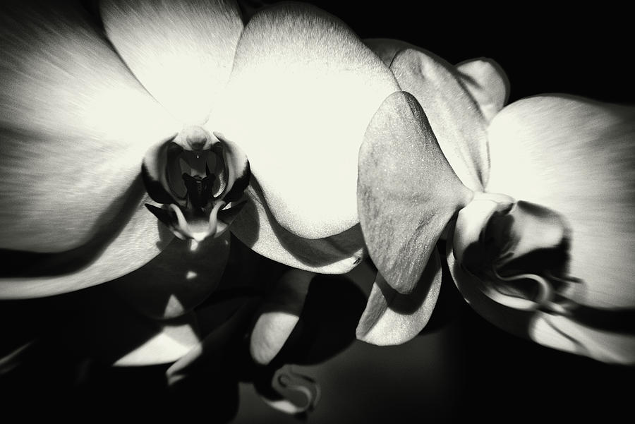 White Orchid Phalaenopsis Amabilis Flower Petal #1 Photograph by John Williams