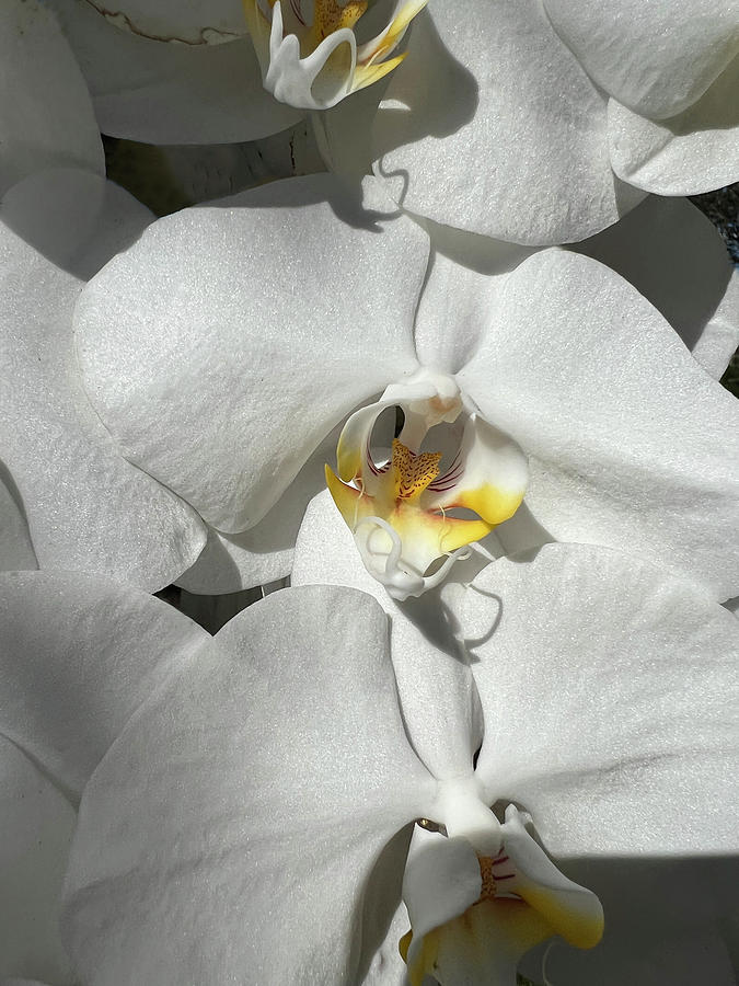 White Orchid With Yellow #1 Photograph by Karen Zuk Rosenblatt