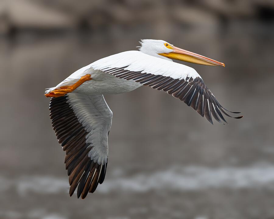 White Pelican #1 Photograph by Alan Moore
