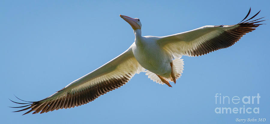 White pelican #1 Photograph by Barry Bohn