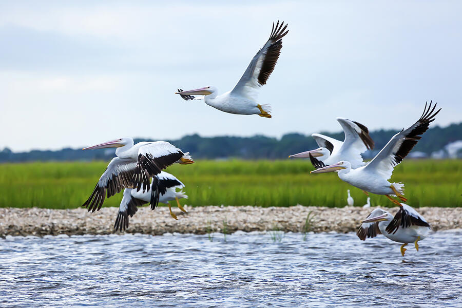 White Pelican Wings #2 Photograph by Donna Kaluzniak - Fine Art America