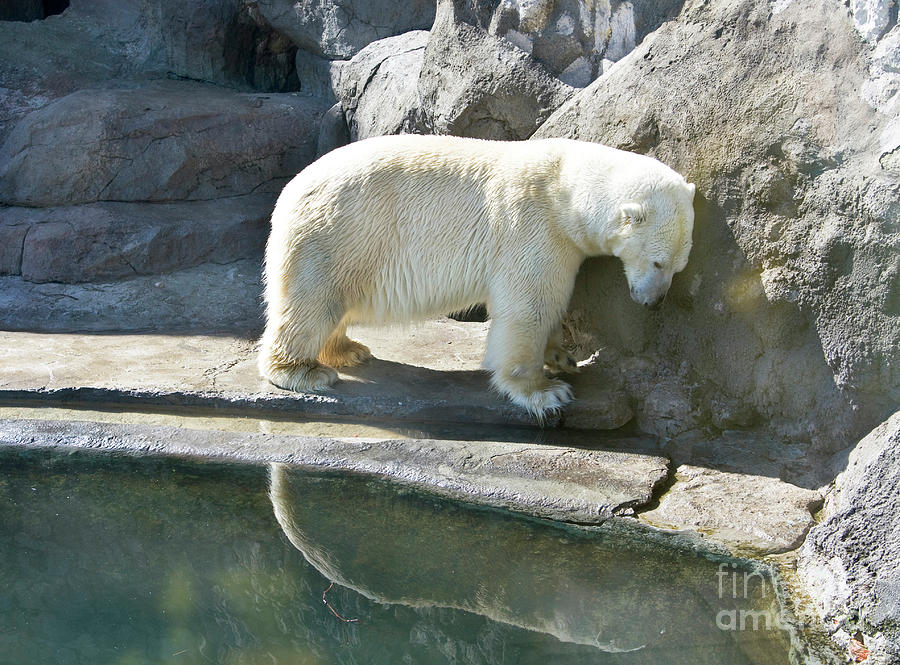White polar bear #1 Photograph by Irina Afonskaya