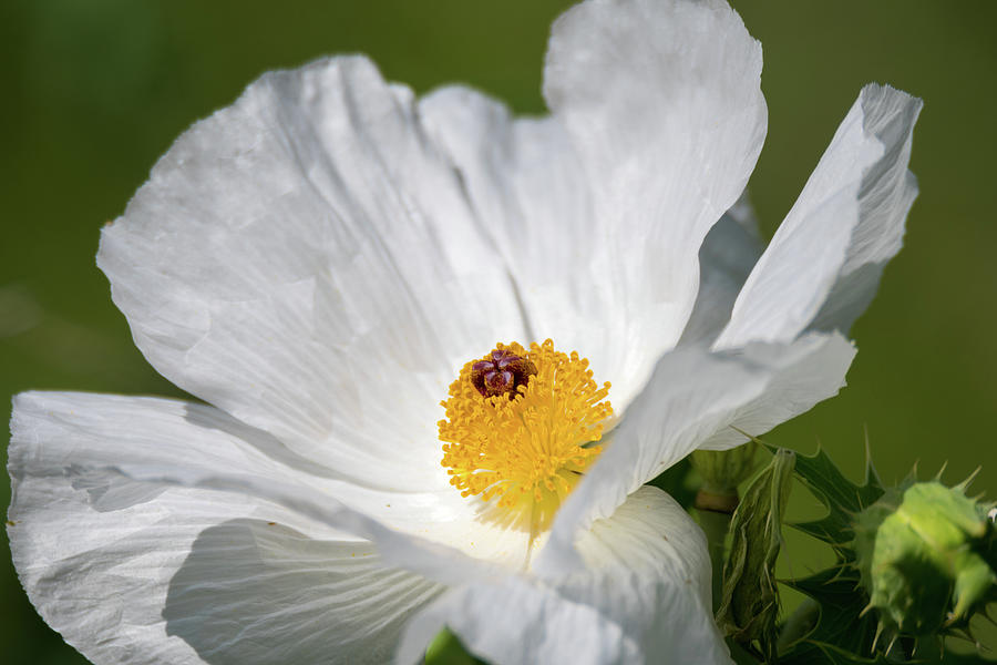 White Prickly Poppy - Wildflower #1 Photograph by Debra Martz