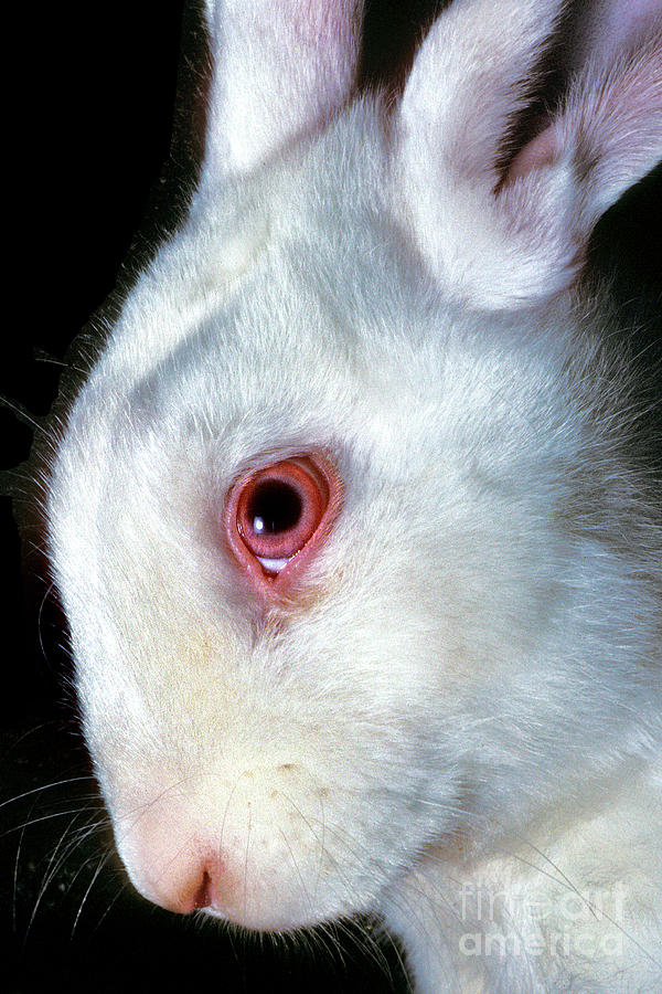 White Rabbit with Pink Eyes #1 Photograph by Wernher Krutein - Fine Art  America