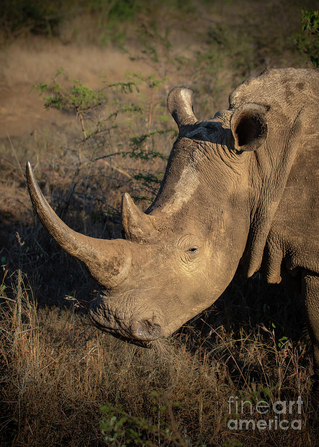 White Rhino In South Africa Photograph