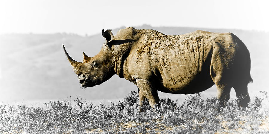 White Rhinoceros #2 Photograph by Keith Carey