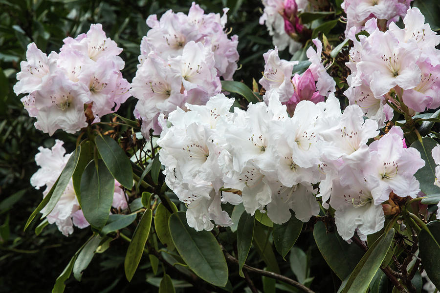 White Rhododendron at Kew Gardens #1 Photograph by Dee Carpenter