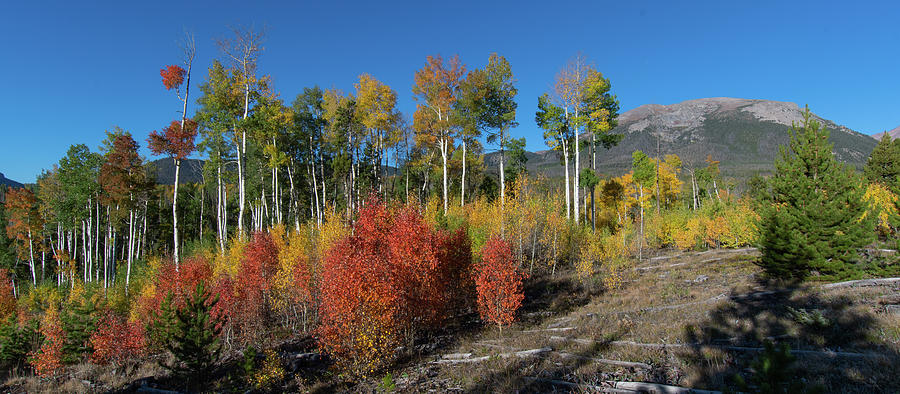 White River National Forest Autumn Panorama #1 Photograph by Cascade Colors