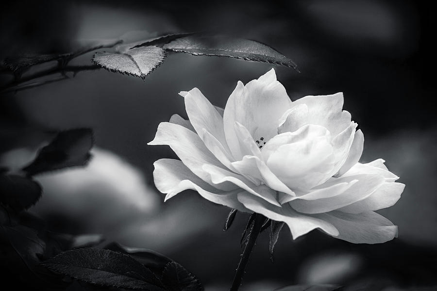 White Rose #1 Photograph by Andrew Soundarajan