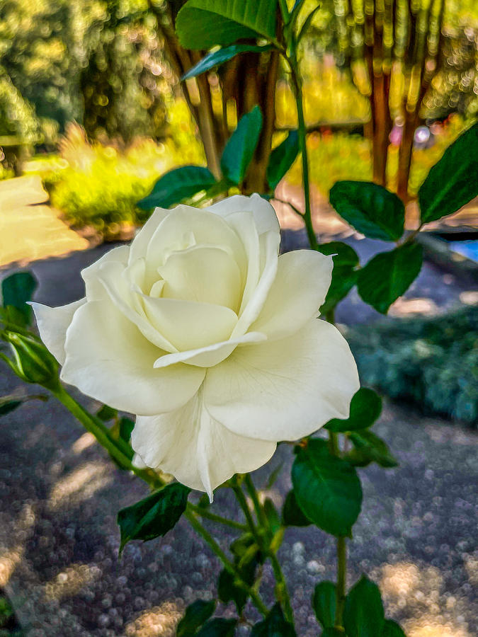 White Rose #1 Digital Art by Don Wright