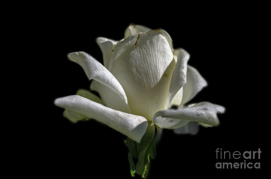 White Rose #2 Photograph by Michelle Meenawong