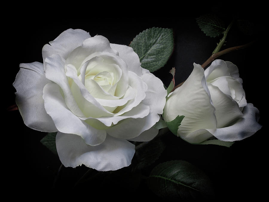 Rose Photograph - White Roses #2 by Tom Druin