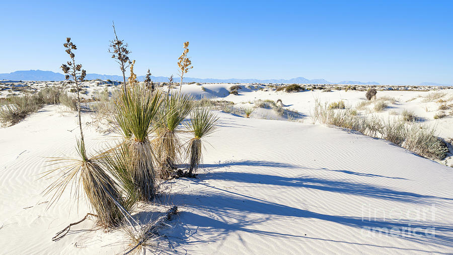 White Sands Gypsum Dunes Photograph by Raul Rodriguez