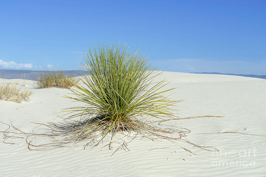 White Sands #1 Photograph by Roxie Crouch
