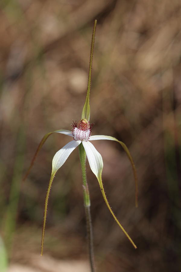 White Spider Orchid Photograph
