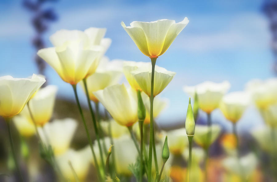 White Spring Poppies #2 Photograph by Saija Lehtonen