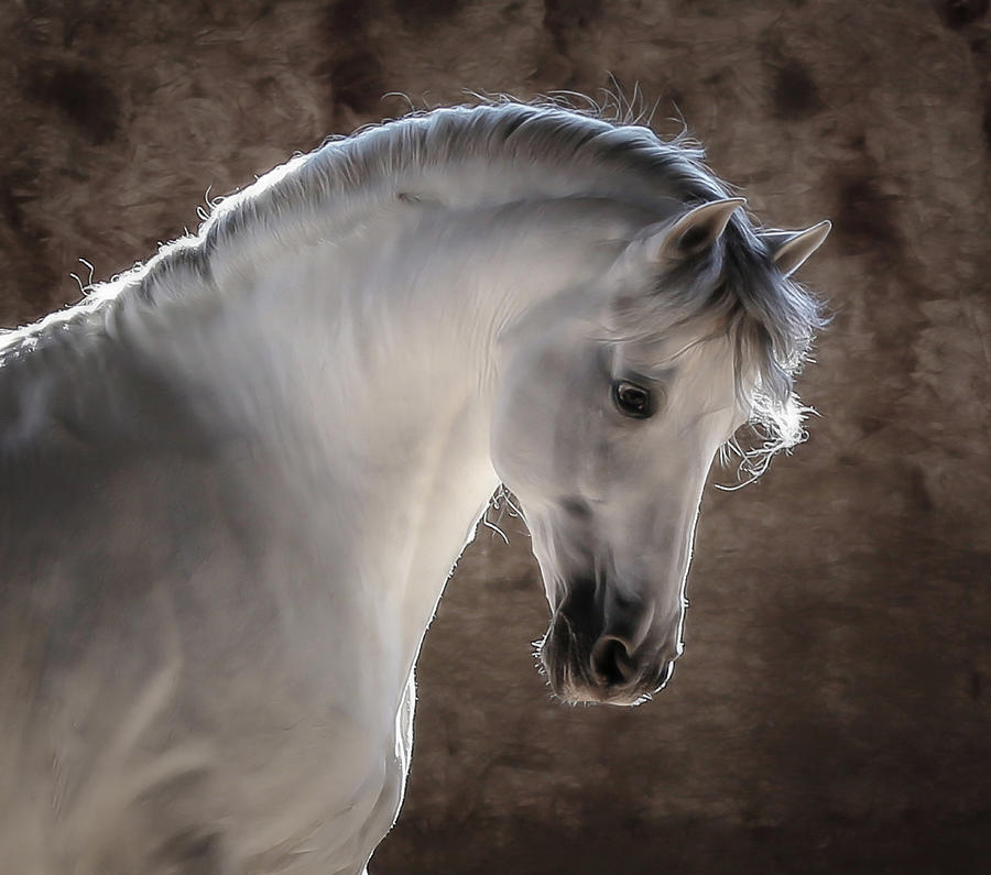 White Stallion Photograph by Athena Mckinzie | Fine Art America