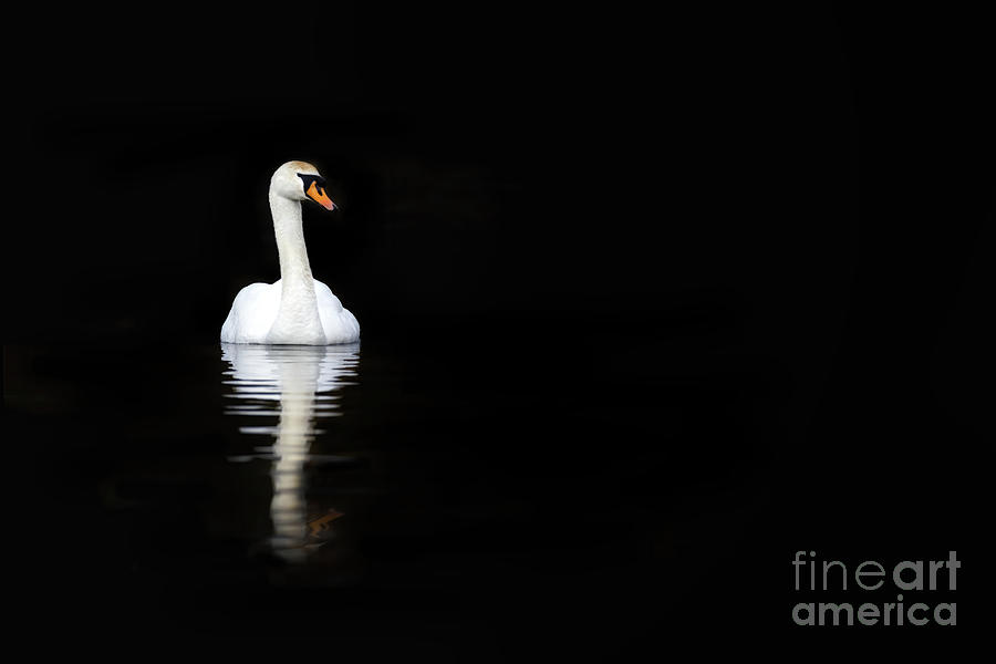  White swan reflected in calm water #1 Photograph by Jane Rix