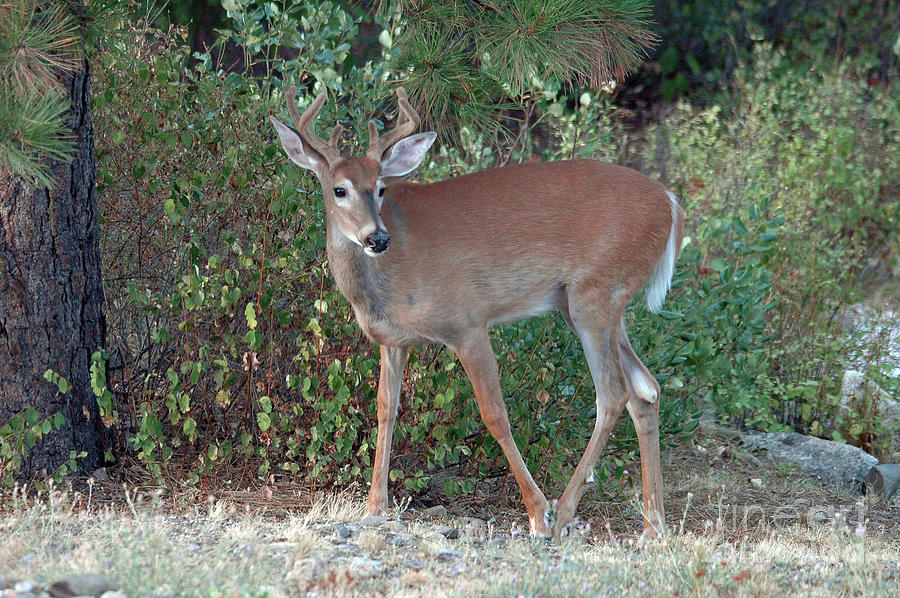 White-tail buck #1 Photograph by Cindy Murphy