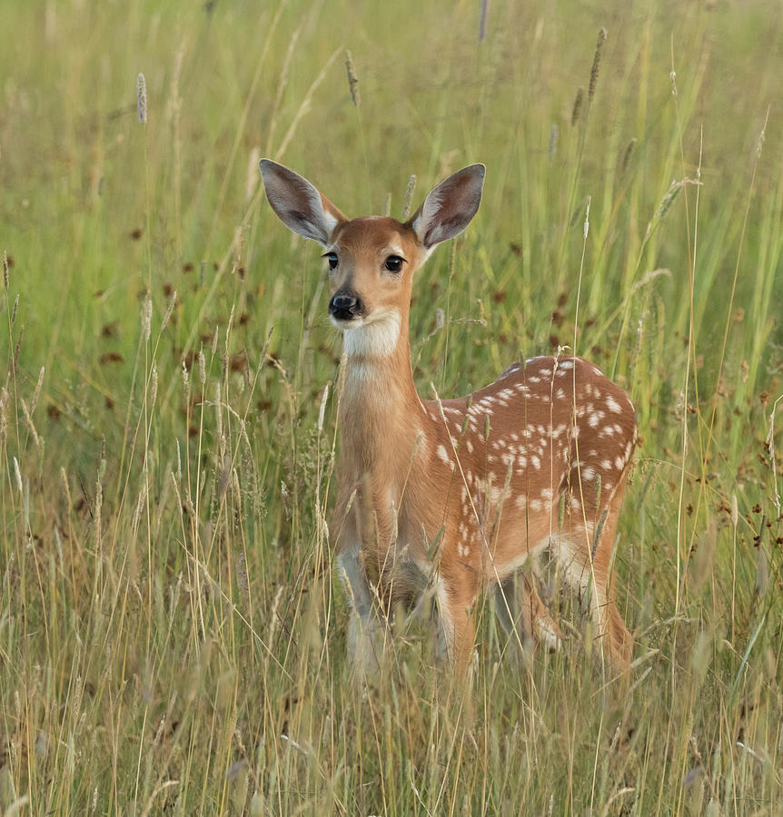 White Tail Fawn #1 Photograph by Angie Vogel
