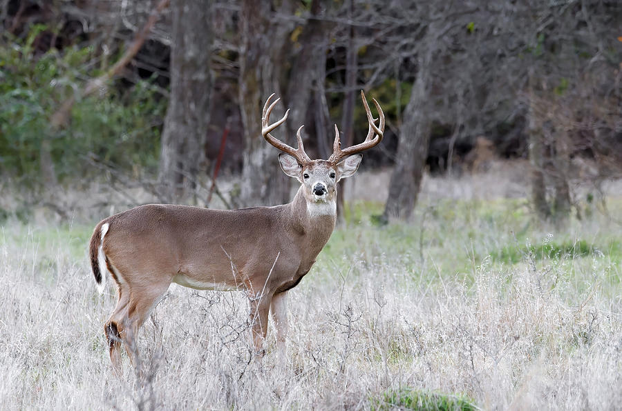 White-tailed Buck #1 Photograph by Larry Melamed - Fine Art America