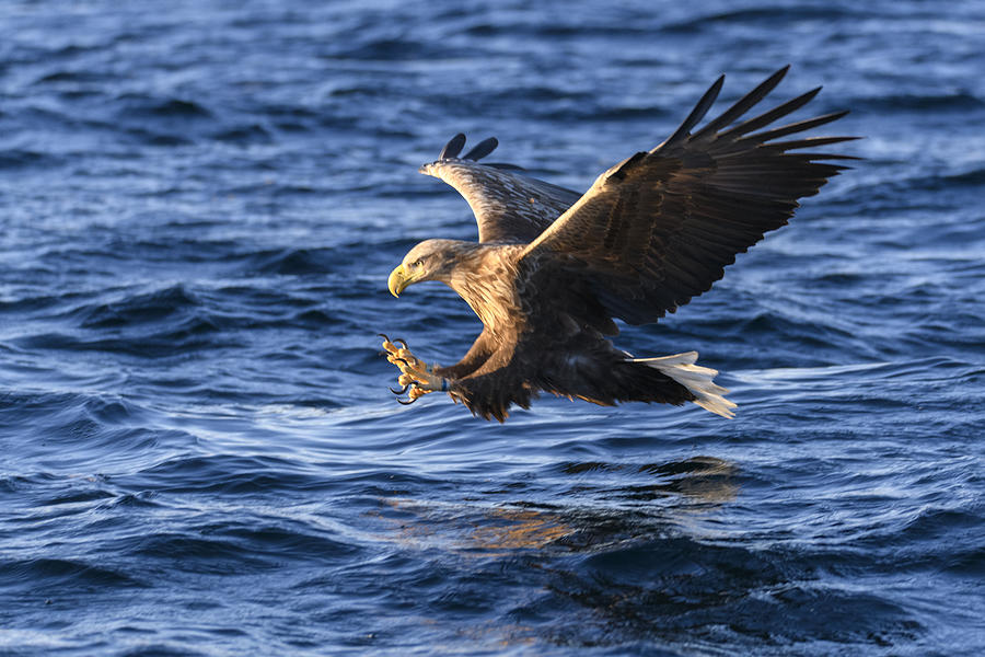 White-tailed eagle or sea eagle catching a fish in  a Fjord near Vesteralen island in Northern Norway #1 Photograph by Sjo