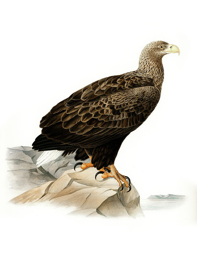 Wildlife Drawing - White-tailed eagle #1 by Von Wright brothers