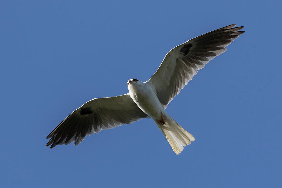 White Tailed Kite in Flight #1 Photograph by Rick Pisio