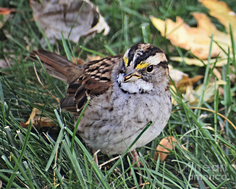 White-throated Sparrow #1 Photograph by Kathy M Krause