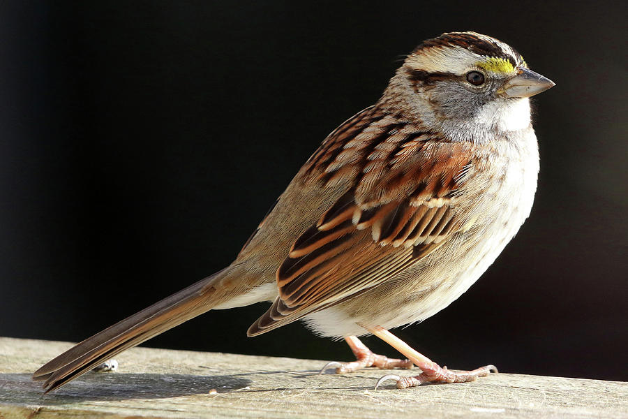 White-throated Sparrow Stony Brook New York #1 Photograph by Bob Savage