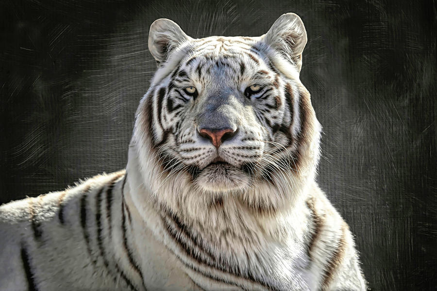 White Tiger Portrait Photograph by Donna Kennedy