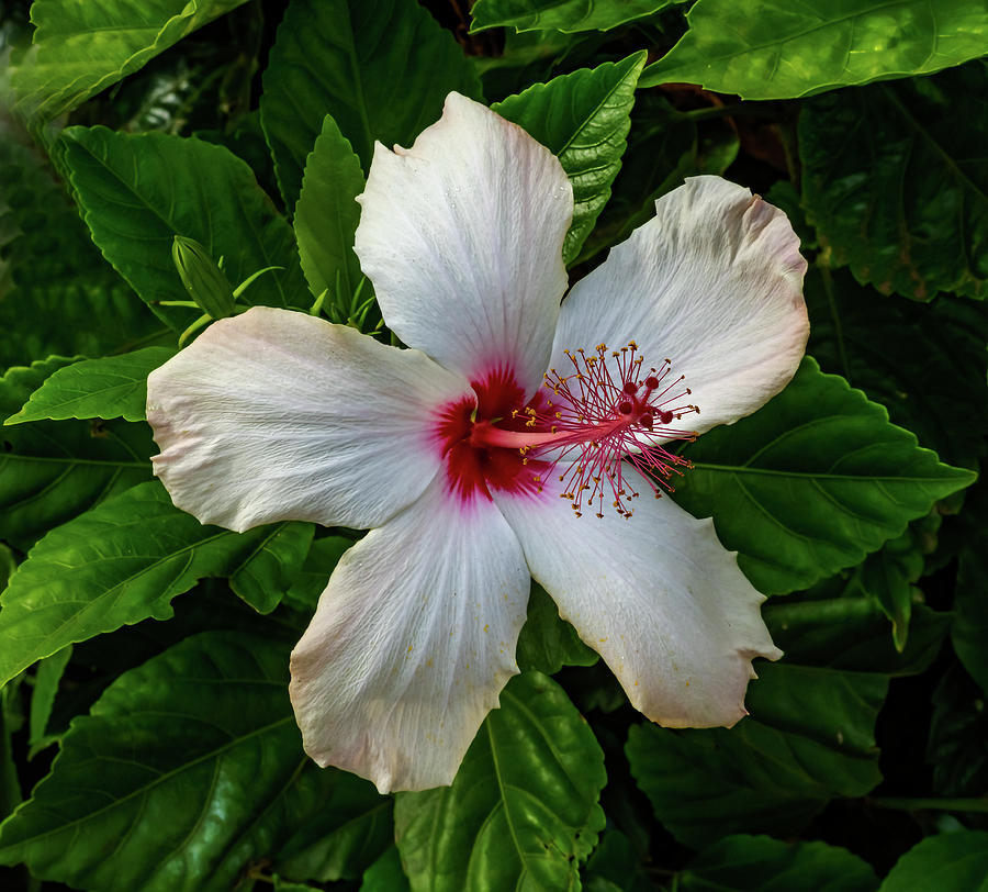 White Tropical Hibiscus Flowers Easter Island Chile Photograph by ...