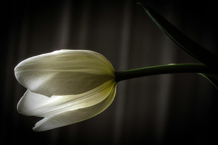 White Tulip #1 Photograph by Wolfgang Stocker