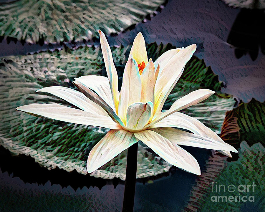 White Water Lily #1 Photograph by Neala McCarten