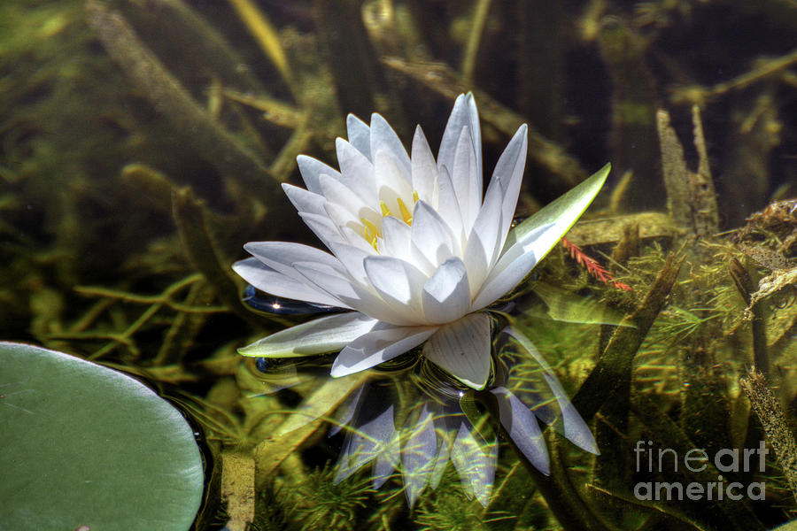 White water Lily  #1 Photograph by Savannah Gibbs